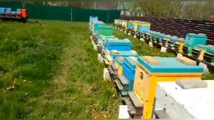 Как Бороться с Клещём Варруа!!