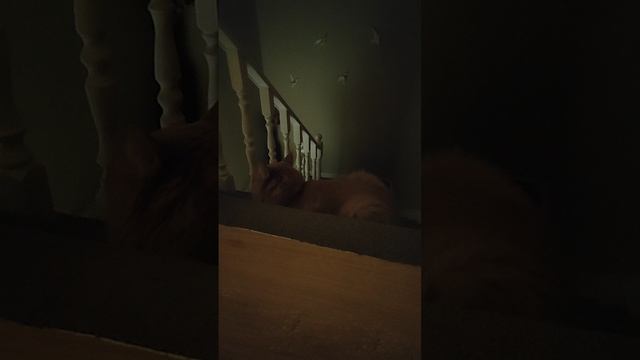 АБВГДейка м н я всех пошёл гулять и начал танцевать вот такое название длинное почему я называю Адел