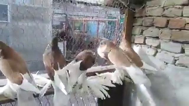 #птахи#вольєр: Голуби порода дутиші. смотреть онлайн