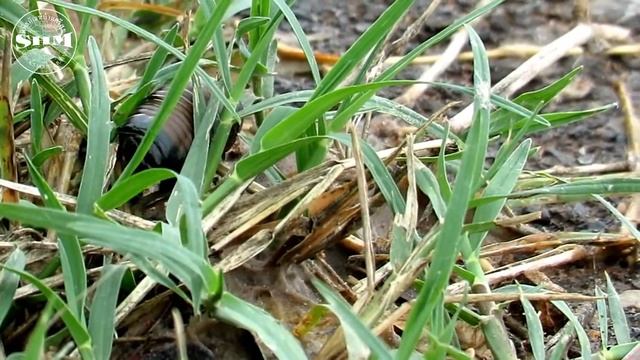 กระสุนพระอินทร์(Giant Pill Millipede) смотреть онлайн