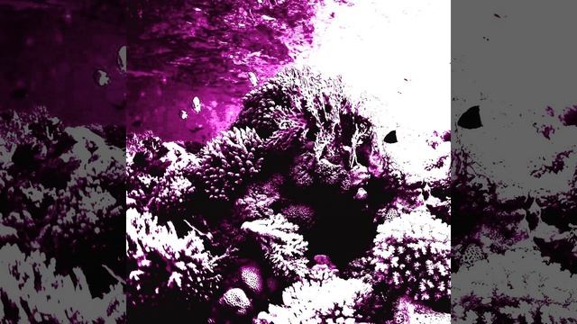 Beroe Ovata смотреть онлайн