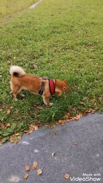 Гречка мартини 🤣 смотреть онлайн