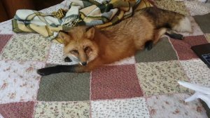 Лиса-Алиса. Лисе понравилось спать на кровати.