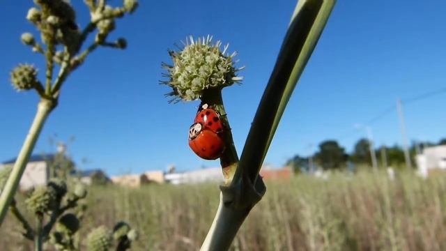Coccinellidae indeterminados copulando sobre Eryngium horridum смотреть онлайн