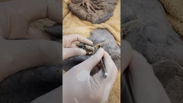 MORFO 2 RESPIRATORIO смотреть онлайн