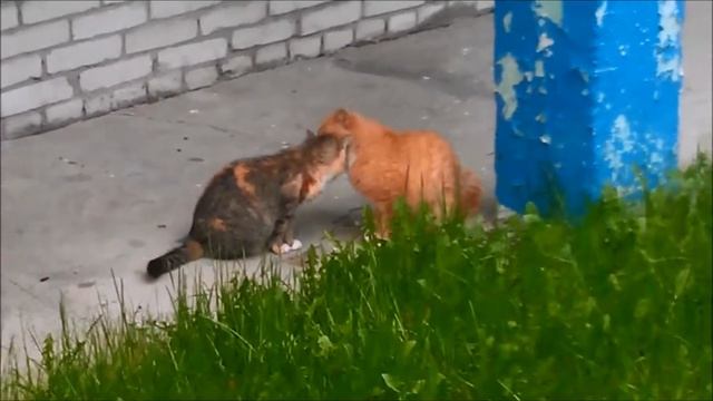 Кошки. Трогательное видео.... смотреть онлайн