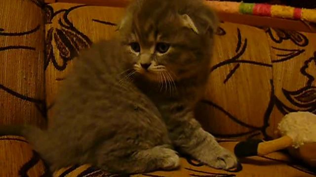вислоушка Тофы1 смотреть онлайн