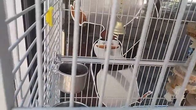 טוקי קקדו אמברלה מדבר ПОПУГАЙ КАКАДУ ДЕРГАНЫЙ КАКОЙ-ТО смотреть онлайн