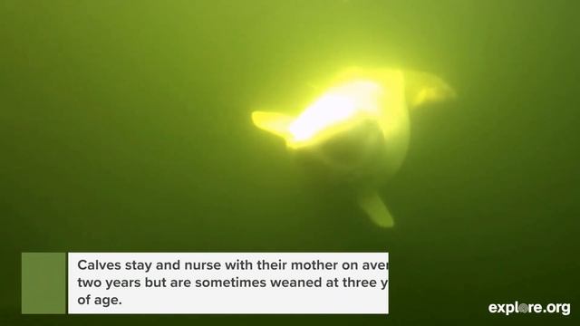 The Beluga Whales Are Back! | Live Virtual Whale Watching смотреть онлайн