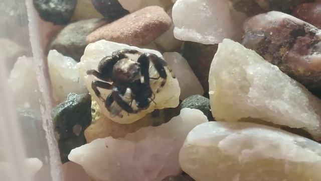 🍗🕷️: Skákavka - moucha смотреть онлайн