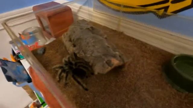 Feeding My Curly-Haired Tarantula 2 смотреть онлайн