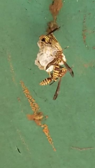 Wasps on Porch смотреть онлайн