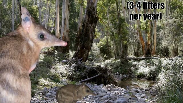 the eastern barred bandicoot will make you go awee смотреть онлайн