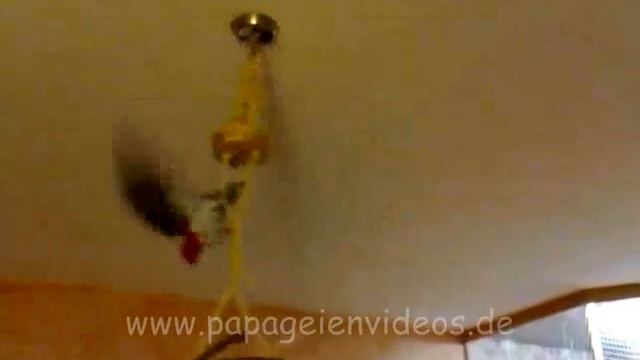 Papageien-Karussel - parrot merry go round смотреть онлайн