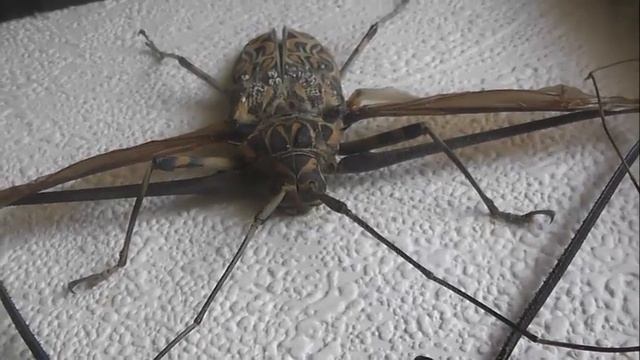 ИЗ МИРА: 15. Acrocinus longimanus (бразильский длинноногий арлекин) смотреть онлайн