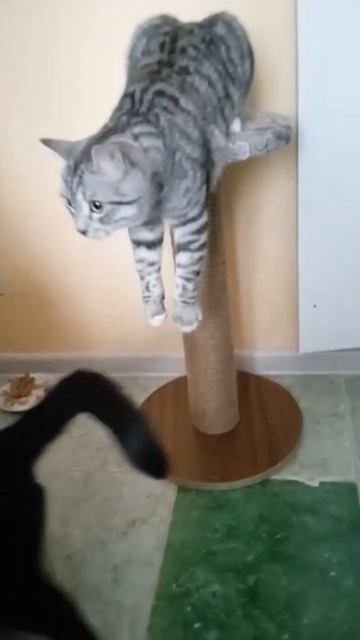 Зависаем 😁 #котиксаймон #смешныекотики #приколыскотами #funnycats #catshorts #cats #cat #catlover смотреть онлайн