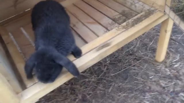 Кролики и клетки для них) смотреть онлайн