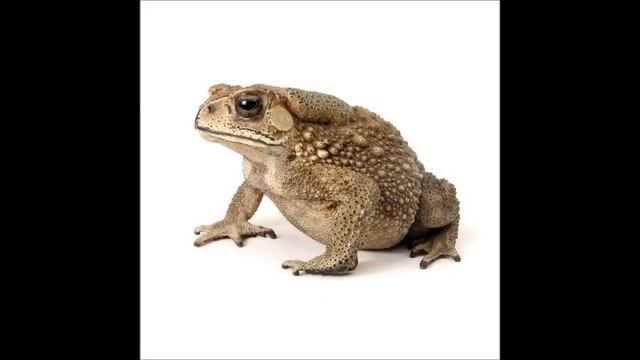 Asian Toad смотреть онлайн