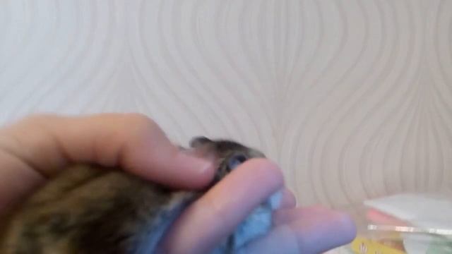 Обзор на хомяка смотреть онлайн