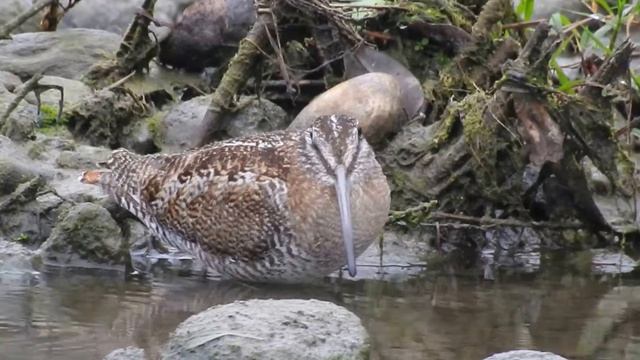 1061207花蓮美崙溪稀有迷鳥孤沙錐（Gallinago solitaria）2 смотреть онлайн
