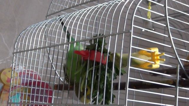 Петруша вообразил себя летучей мышью..) смотреть онлайн