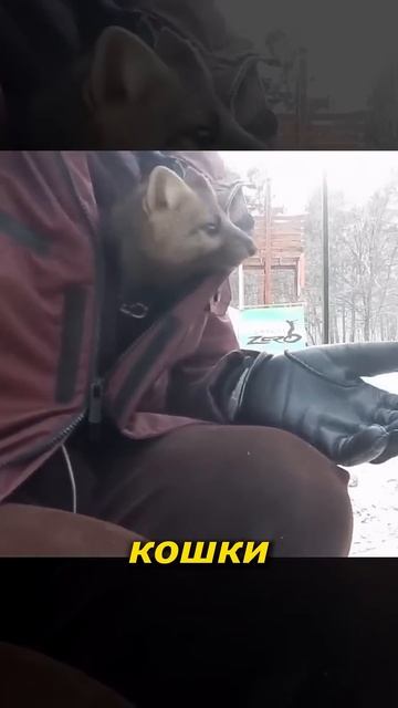 Чистюля Соболь - интересные факты #shorts #животные #интересно #соболь смотреть онлайн