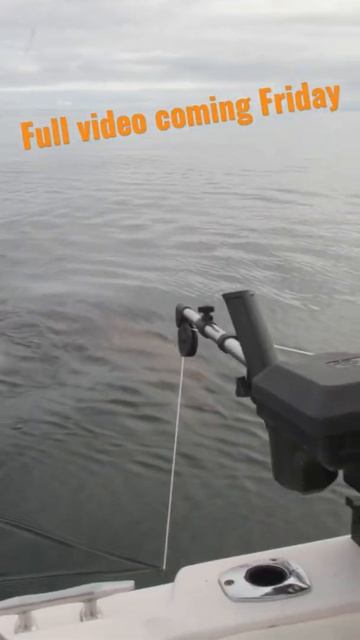SEA LIONS CAUSING PROBLEMS WHILE SALMON FISHING смотреть онлайн