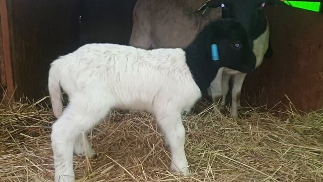 Племенные баранчики Дорпер. #dorpersheep #dorper #семейнаяферма #дорпер #ram смотреть онлайн