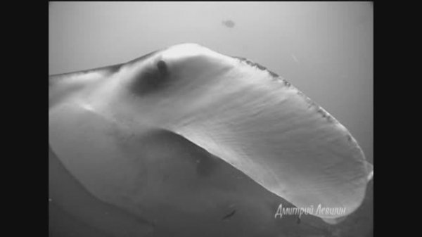 RELAX Maldives MANTAS Манты