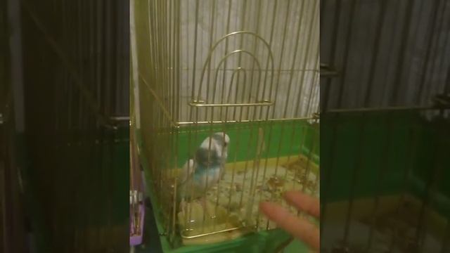 Как научить попугаев говорить смотреть онлайн