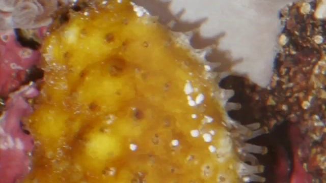 Smart Polymer Inspired by Sea Cucumbers смотреть онлайн
