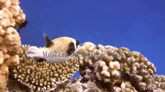 masked-puffer-fish смотреть онлайн