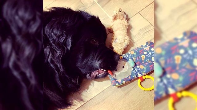 Terranova. Pro e Contro, Prezzo, Come scegliere, Fatti, Cura, Storia смотреть онлайн