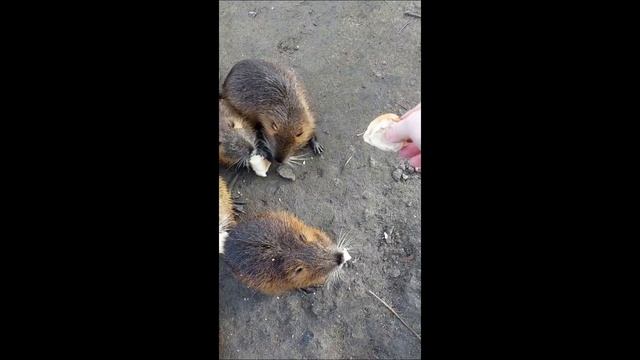 nutrie 6 смотреть онлайн