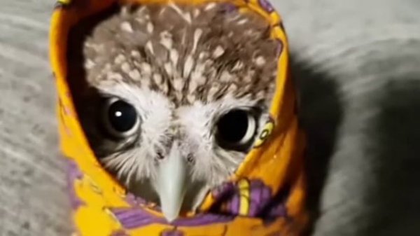 мои друзья есть сава и ребёнок савы