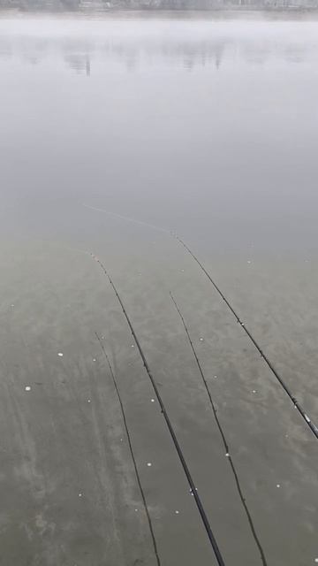 А вы когда-нибудь видели поклевку 3 килограммового леща на фидер? смотреть онлайн