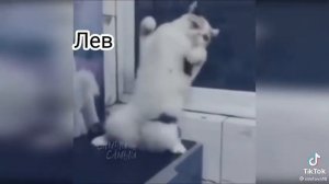 как танцуют знаки задияка