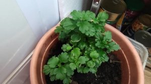 Растения на лоджии. Бальзамины, пеларгонии, розы. Ленинградская область.