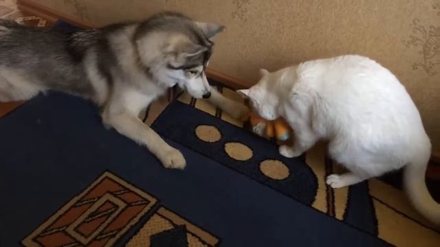 Хаски играется с котом смотреть онлайн