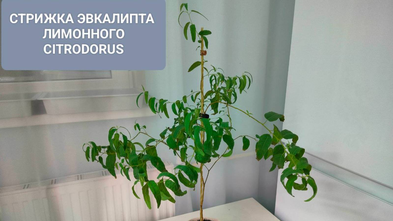 🌳КООРДИНАЛЬНАЯ СТРИЖКА ЭВКАЛИПТА ЛИМОННОГО / CITRODORUS смотреть онлайн