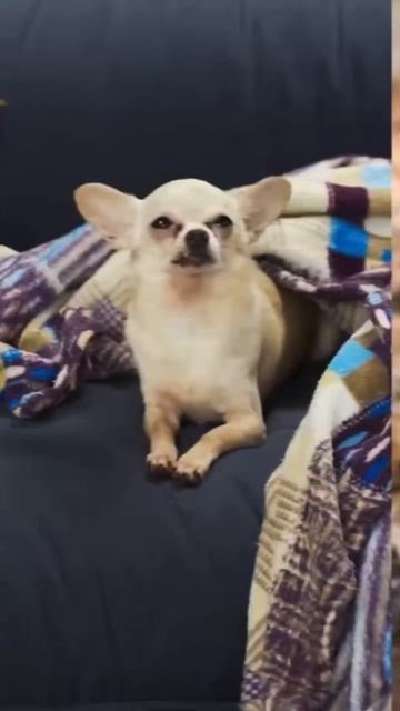 Facts about Chihuahuas You Need to Know #shorts смотреть онлайн