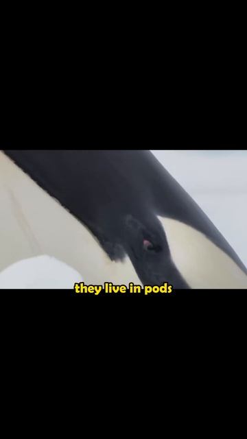 Orcas – They can sink a boat #orca #killerwhale #shorts смотреть онлайн