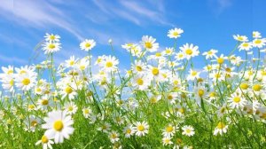 "ТАНЯ, ТАНЕЧКА, ТАНЮША" исполняет автор песни - Татьяна Крошилина