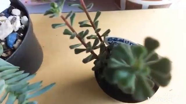 Sedum Booleanum e sedum Versadense смотреть онлайн