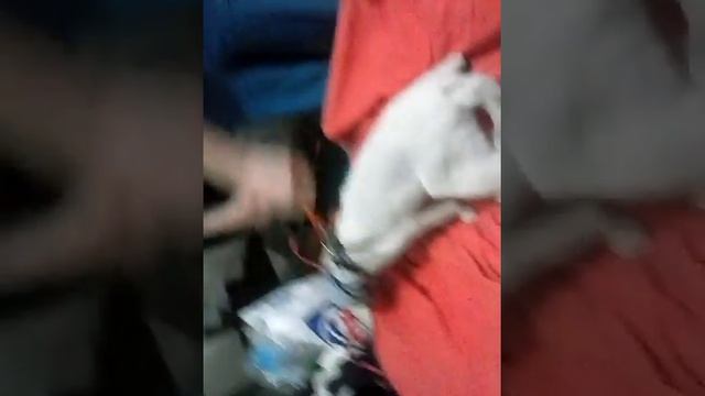 Кот с носком на голове смотреть онлайн