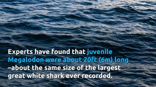 Megalodon Facts - The Largest Ocean Predator смотреть онлайн