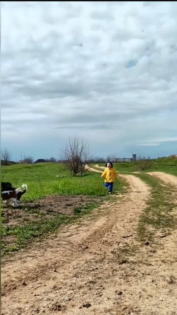 Кавалер Кинг Чарльз Спаниель. Щенки смотреть онлайн
