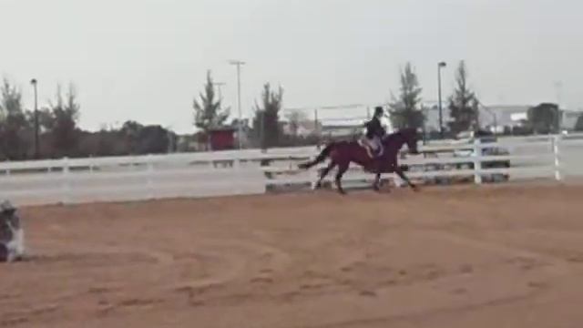 Edward and Attila WHJA-- 9.2.2011- (3rd class) смотреть онлайн