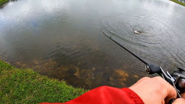 RECORD Largemouth Bass in Florida (Alligator infested drainage pond) смотреть онлайн