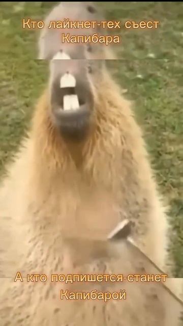 Капибара смотреть онлайн